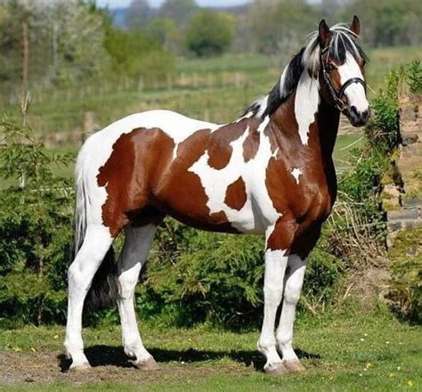 300 Good Female Horse Names | Female horse, Horses, Beautiful horses