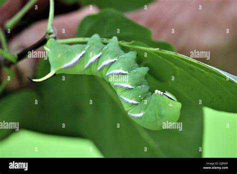 The beautiful nature of Latvia Stock Photo - Alamy