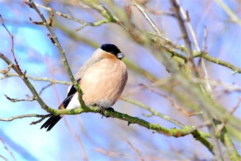 21 Pictures of Finches (All Types) - Bird Nature