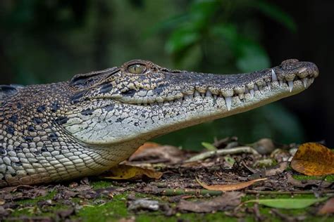 Estuarine Crocodile (juvenile) Sungei Buloh Wetland Reserve #reptile # ...