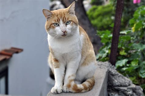 Capri. Animals of Capri. #3. | dr_tr | Flickr