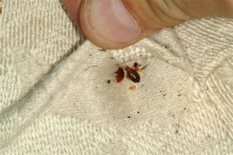 Female Bed Bugs Control Their Immune Systems Ahead of Mating to Prevent ...