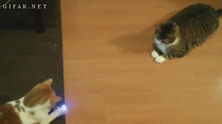 Cat Laser GIFs - Find & Share on GIPHY