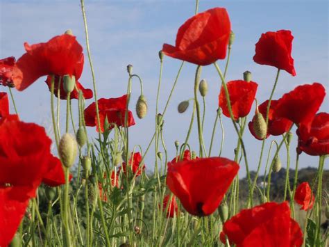 Poppy filed, campo de amapolas Free Photo Download | FreeImages