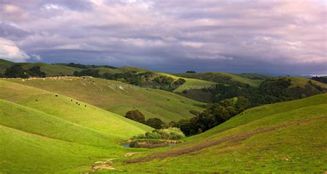 Pastoral California Hillside - Matt Tilghman Photography | California landscape, California ...