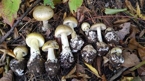 Researchers find potential antidote for death cap mushrooms