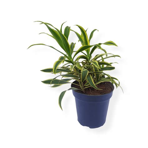 Buy Song of India Plant Online | TheBaghStore - Online Indoor Plants Nursery