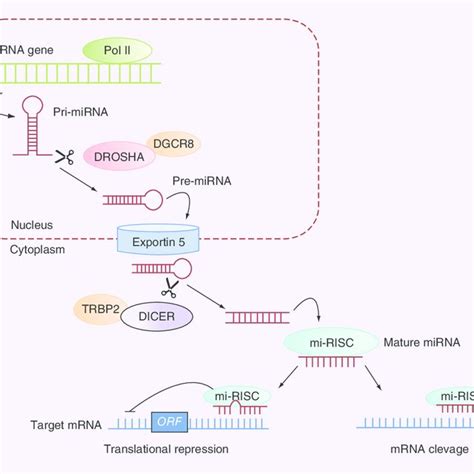 (PDF) MiRNA detection methods and clinical implications in lung cancer