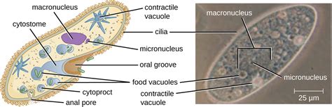 Unicellular Eukaryotic Parasites · Microbiology