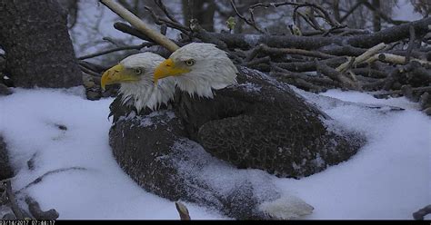 World watches nesting eagles fight storm to save eggs