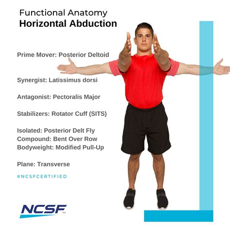 Shoulder Horizontal Abduction Muscles