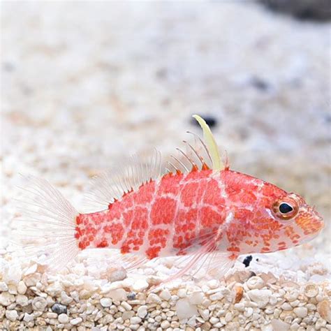 Geometric Pygmy Hawkfish: Saltwater Aquarium Fish for Marine Aquariums | Saltwater aquarium fish ...