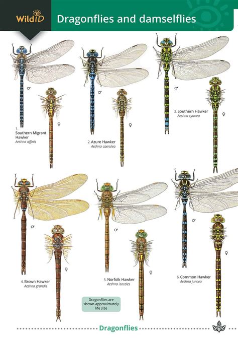 Dragonflies guide – Field Studies Council