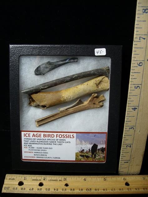 Ice Age Bird Fossils (040822v) - The Stones & Bones Collection