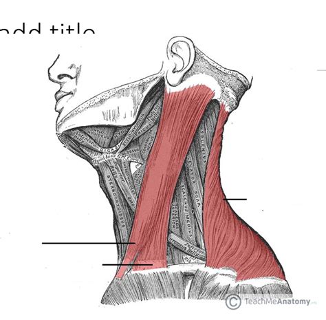 sternocleidomastoid Diagram | Quizlet