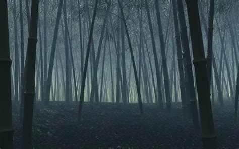 Dark Scary Forest Wallpaper (64+ images)