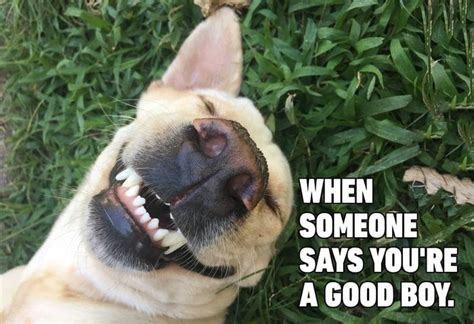 Dog Memes That Are Sure to Make You Smile | Reader's Digest Canada