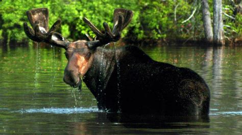 Maine Moose Safari - YouTube