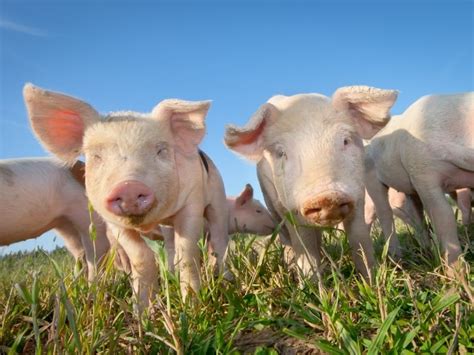 Different Types of Pigs – Domesticated Pig List and Guide 2023 - Northern Nester