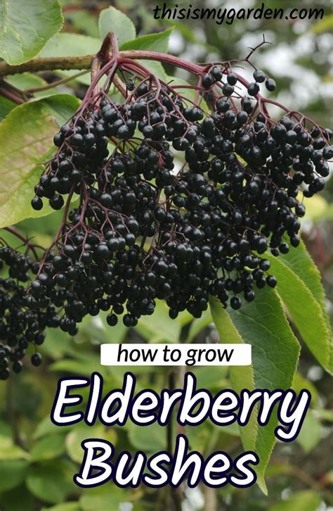 How To Grow Elderberry Bushes#bushes #elderberry #grow | Elderberry bush, Elderberry plant ...