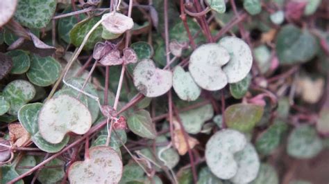 11 Crucial Variegated String of Hearts Care Tips — Growing Guide!