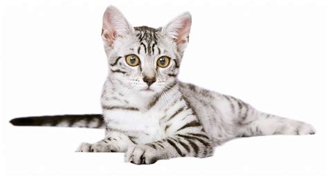 Egyptian Mau Colors - From Silver To Bronze, The Patterns and Shades