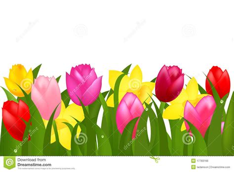 Pink Yellow Spring Tulips Flower Border Stock Photos, Images ... | Tulips flowers, Flower border ...