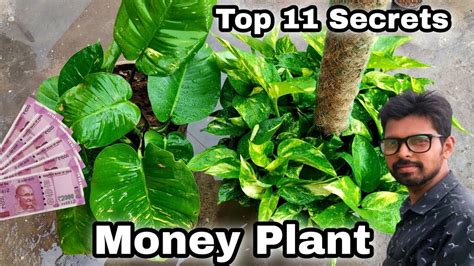 My Top 11 secret to grow money plant (Money Plant Complete guide) - YouTube