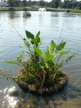 Floating Wetlands: Container Gardens for your Pond | Home & Garden ...