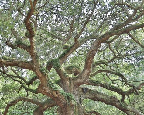 Angel Oak, Tree Photography, Angel Oak Tree, Charleston Photo Art ...