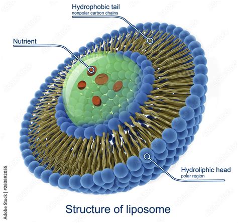 Structure of liposome, Stock Illustration | Adobe Stock