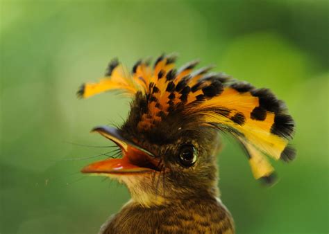 Amazonian royal flycatcher | Female Amazonian royal flycatch… | Flickr