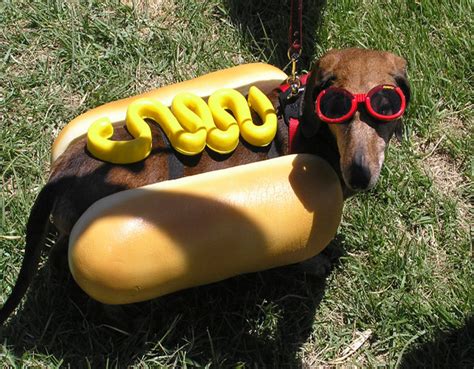 15 Dachshunds Dressed As Hot Dogs