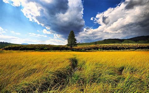 Tall Grass Field Wallpaper