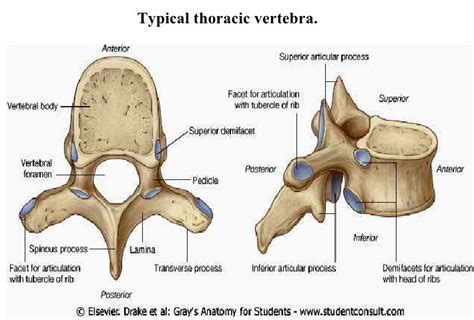 The distinct features of the thoracic vertebra. | Thoracic vertebrae, Yoga school, Online yoga