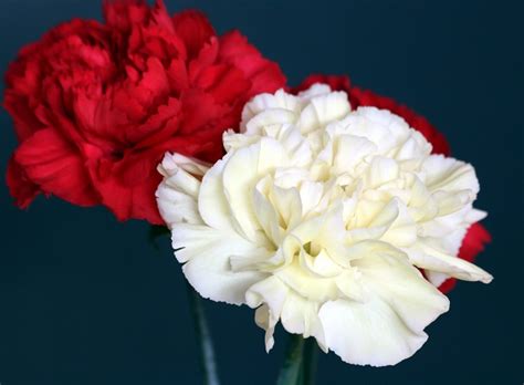 Red And White Carnations Free Stock Photo - Public Domain Pictures