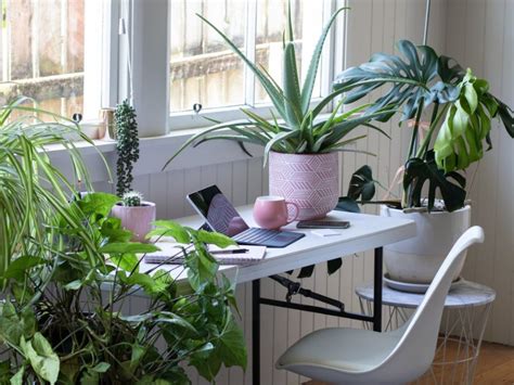 Dorm Room Plants - How To Choose Plants For Your Dorm Room Décor