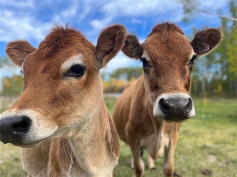 Moos You Can Use: Northern Alberta Families Milking Miniature Jersey ...