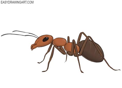 How to Draw an Ant - Easy Drawing Art