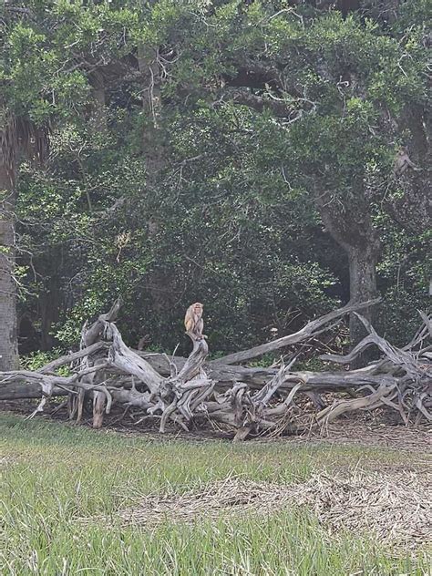 There's an Island in South Carolina With 4,000 Wild Monkeys - The ...