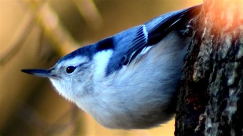 Nuthatch bird call / song / sounds - YouTube