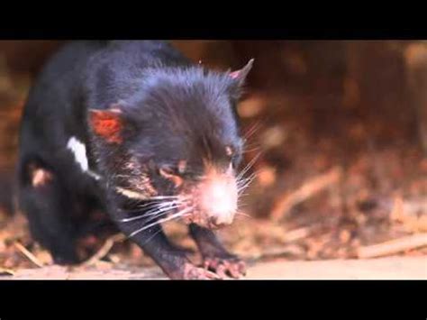 What Does a Tasmanian Devil Sound Like? - YouTube