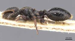 Key to Cephalotes Species - AntWiki