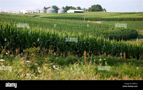 Corn fields Iowa USA Stock Photo - Alamy