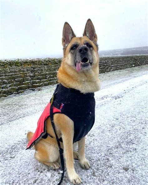 Akita German Shepherd Mix: Info, Pictures, Traits & Facts