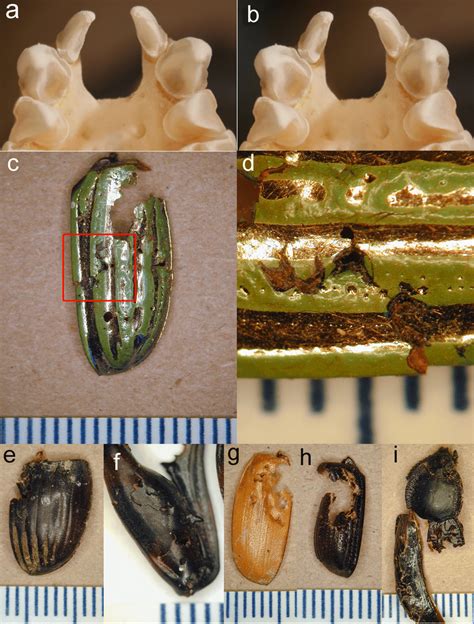 Stereopair of bat teeth and insect fragments. (A, B), Stereopair... | Download Scientific Diagram