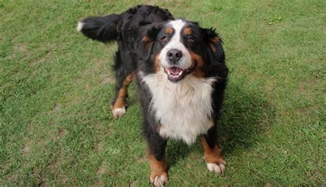 Top 13 long haired dog breeds will make you envy them | Pet Comments