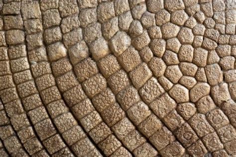 Jessica Rosenkrantz, Fossilized patterns of glyptodon shells (relatives of armadillos – that ...