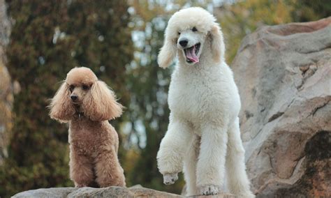 Poodle Breed: Characteristics, Care & Photos | BeChewy