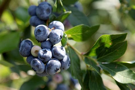 Blueberry Family Plant